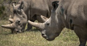 Κένυα: Επιτυχημένη εμβρυομεταφορά σε ρινόκερο δίνει ελπίδες για τη διάσωση…