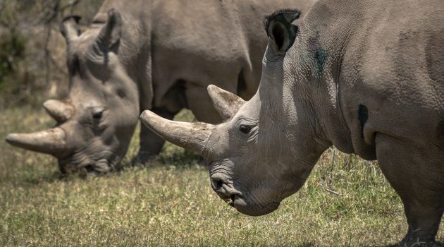 Κένυα: Επιτυχημένη εμβρυομεταφορά σε ρινόκερο δίνει ελπίδες για τη διάσωση εξαφανισμένου υποείδους
