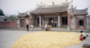 Κίνα: Επόμενο «βήμα» η επέκταση της χρήσης γενετικά τροποποιημένης σόγιας…