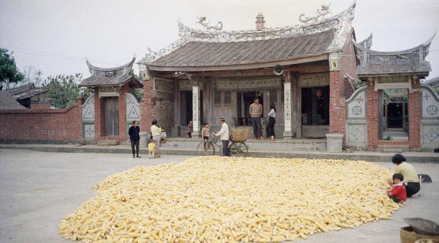 Κίνα: Επόμενο «βήμα» η επέκταση της χρήσης γενετικά τροποποιημένης σόγιας και καλαμποκιού