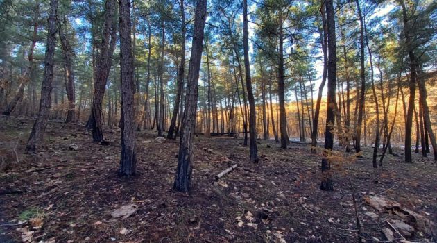 WWF Ελλάς: Μια ολοκληρωμένη μελέτη αποκατάστασης για ένα ζωντανό δάσος στον Έβρο