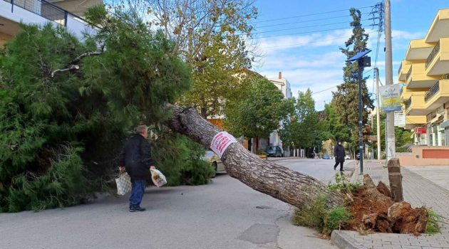 Καιρός: Άνεμοι έως και 9 μποφόρ στην Αττική, ξεριζώθηκαν δέντρα – Χιόνια στη βόρεια Ελλάδα