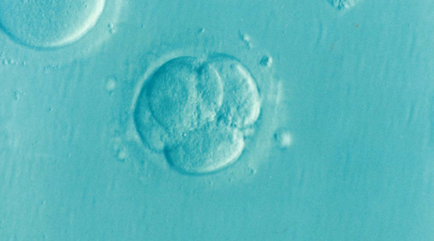 Εξωσωματική γονιμοποίηση: Νέο τεστ βοηθά στην πρόβλεψη των επιτυχημένων κυήσεων