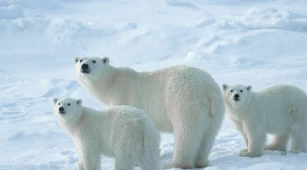 Αλάσκα: Η γρίπη των πτηνών αιτία θανάτου πολικής αρκούδας