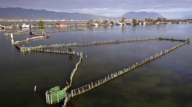 Μεσολόγγι: Η «Λαϊκή Συσπείρωση» ζητά μέτρα για το υδρόθειο στη Λιμνοθάλασσα