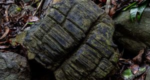 Παναμάς: Ανακαλύφθηκε απολιθωμένο μαγκρόβιο δάσος 23 εκατομμυρίων ετών