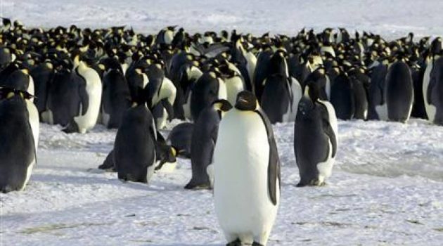 Ανταρκτική: Γρίπη των πτηνών εντοπίστηκε σε πιγκουίνους κοντά στην Ανταρκτική – Πέθαναν 200 νεοσσοί