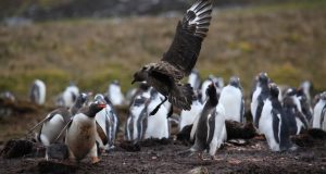 Γρίπη των πτηνών: Επιβεβαιώθηκαν τα πρώτα κρούσματα στην ηπειρωτική Ανταρκτική
