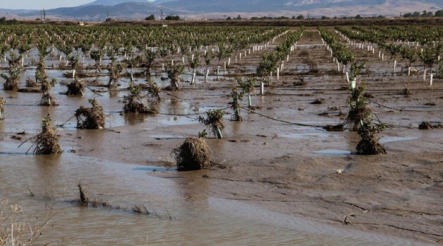 Φυσικές καταστροφές: Ενεργοποίηση της κρατικής αρωγής για τις απώλειες σε φυτικό κεφάλαιο σε περιοχές που επλήγησαν το 2023