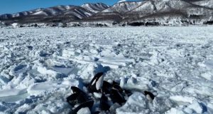Ιαπωνία: Απελευθερώθηκαν οι όρκες που είχαν παγιδευτεί στους πάγους