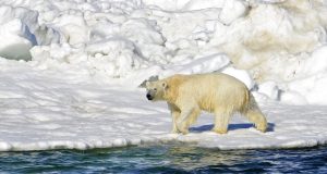 Οι πολικές αρκούδες κινδυνεύουν από λιμοκτονία λόγω της κλιματικής αλλαγής
