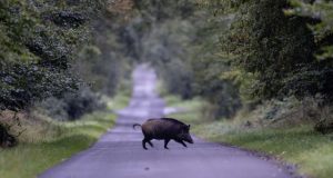 Ζευγάρι Βέλγων δέθηκε τόσο πολύ με έναν αγριόχοιρο που τον…