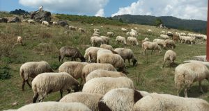 ΥπΑΑΤ: Παρεμβάσεις 2 δισ. για τη στήριξη της κτηνοτροφίας