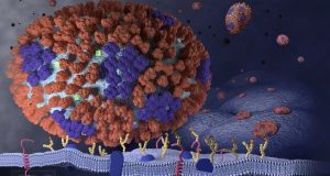 Ανακαλύφθηκαν ιοφάγα κυττάρα που προστατεύουν τους πνεύμονες από τη γρίπη