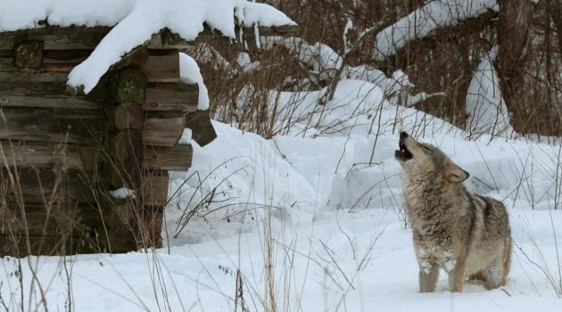 Μελέτη: Οι μεταλλαγμένοι λύκοι στο Τσερνόμπιλ έχουν ανοσία στον καρκίνο