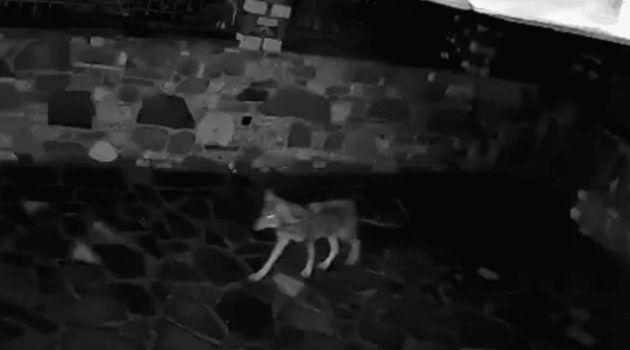 Ορεινή Ναυπακτία: Λύκος ψάχνει για σκύλο ή γάτα μέσα στην αυλή σπιτιού… (Video)