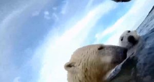 H κλιματική κρίση φέρνει πείνα και ασιτία στις πολικές αρκούδες