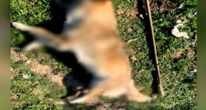 patra-kakopoiisan-egkyo-skylitsa-me-aichmiro-antikeimeno