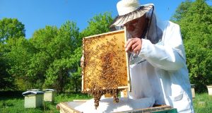 Μέλι: Ηλεκτρονικό μητρώο και ψηφιακή μελισσοκομική ταυτότητα στη μάχη κατά…