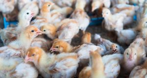 Γρίπη των πτηνών: Οι επιστήμονες ανησυχούν καθώς αυξάνονται τα κρούσματα…