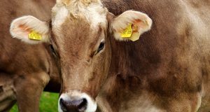 Ερευνητές τροποποίησαν γενετικά αγελάδα ώστε να παράγει γάλα με πρωτεΐνες…