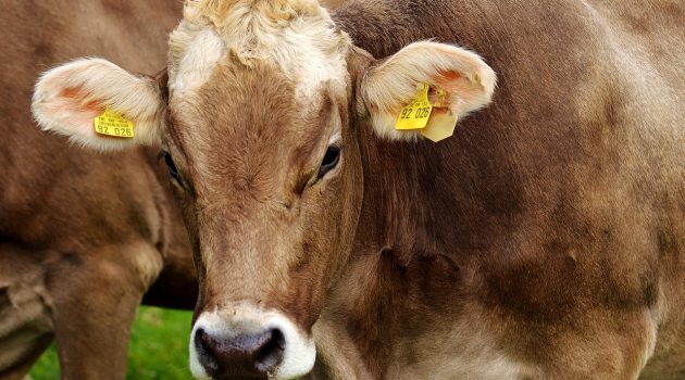 Ερευνητές τροποποίησαν γενετικά αγελάδα ώστε να παράγει γάλα με πρωτεΐνες ινσουλίνης
