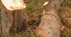 Τραγωδία στον Δήμο Αμφιλοχίας: Άνδρας καταπλακώθηκε από δέντρο και πέθανε