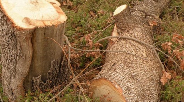 Τραγωδία στον Δήμο Αμφιλοχίας: Άνδρας καταπλακώθηκε από δέντρο και πέθανε