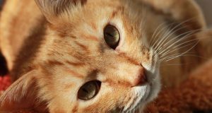 Αγρίνιο: Χάθηκε σπιτικός γάτος στην περιοχή του Αγίου Χριστοφόρου