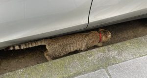 agrinio-gipedo-panaitolikou-gatos-me-kokkino-louraki-kykloforei-stin-periochi-photos
