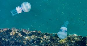 Ρόδος: Εντοπίστηκε μέδουσα της Ερυθράς Θάλασσας που φτάνει έως και…
