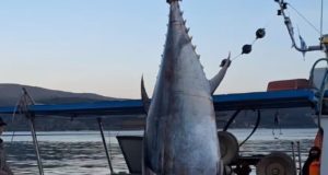 astakos-458-kila-zygize-to-psari-pou-alieftike-video