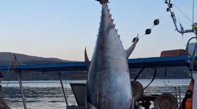 Αστακός: 458 κιλά ζύγιζε το ψάρι που αλιεύτηκε (Video)