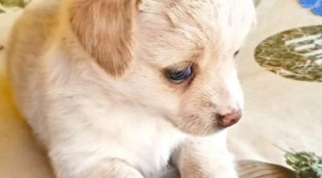 Άγνωστος πέταξε φόλα σε σκυλάκι – Έξαλλος ο ιδιοκτήτης του στους Γιαννόπουλους Βάλτου