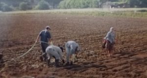 Ποταμούλα Αγρινίου: Τέτοια εποχή άρχιζε το φύτεμα του καπνού (Photos)