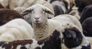 gavalou-ekkremouse-katadikastiki-apofasi-gia-zooklopi-zooktonia-se-varos-enos-andra