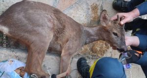 epitychis-apegklovismos-zarkadiou-sto-menidi-amfilochias-photos