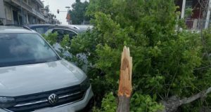 Αγρίνιο: Δέντρο κόπηκε από τον δυνατό αέρα στην περιοχή του…