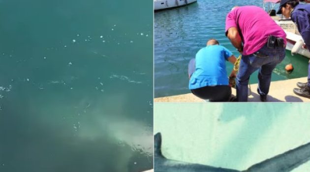 Δευτέρα του Πάσχα καρχαρίας έκανε την εμφάνισή του στη Μαρίνα της Γλυφάδας (Videos)