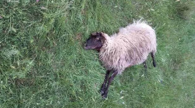 Αγέλη λύκων σκότωσε 10 πρόβατα στην Αριάδα Αμπελακίου – Σε απόγνωση οι κτηνοτρόφοι (Photos)