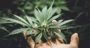 Στο Αγρίνιο από το Τμήμα Δίωξης Ναρκωτικών και τους Αστυνομικούς Ο.Π.Κ.Ε. σημειώθηκαν νέες συλλήψεις για κατοχή ναρκωτικών.