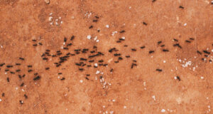 Υπάρχουν αρκετοί λόγοι που κάνουν σημαντικές τις απεντομώσεις στην Κόρινθο, αν τους ψάχνεται θα τους βρείτε παρακάτω...