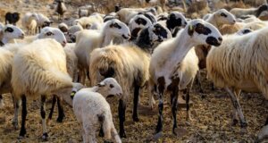 Η Περιφέρεια Δυτικής Ελλάδας γνωστοποίησε πως επιβεβαιώθηκε κρούσμα ευλογιάς στην περιοχή της Ναυπάκτου.