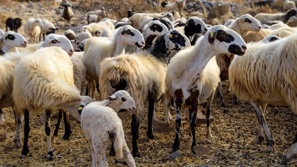 Η Περιφέρεια Δυτικής Ελλάδας γνωστοποίησε πως επιβεβαιώθηκε κρούσμα ευλογιάς στην περιοχή της Ναυπάκτου.