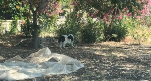 Στο Αιτωλικό ο Σωτήρης Μπούρος είναι προβληματισμένος καθώς το αδέσποτο που του επιτέθηκε κυκλοφορεί ελεύθερο.