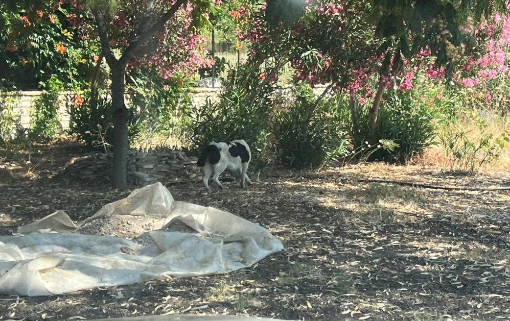 Στο Αιτωλικό ο Σωτήρης Μπούρος είναι προβληματισμένος καθώς το αδέσποτο που του επιτέθηκε κυκλοφορεί ελεύθερο.