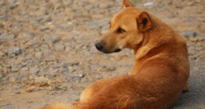 Στη Νεάπολη Αγρινίου την Κυριακή (29/06) μια γυναίκα υποβλήθηκε σε ράμματα, στο πόδι, μετά από επίθεση αδέσποτου σκύλου.