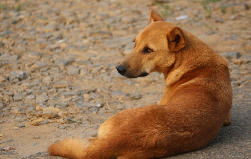 Στη Νεάπολη Αγρινίου την Κυριακή (29/06) μια γυναίκα υποβλήθηκε σε ράμματα, στο πόδι, μετά από επίθεση αδέσποτου σκύλου.