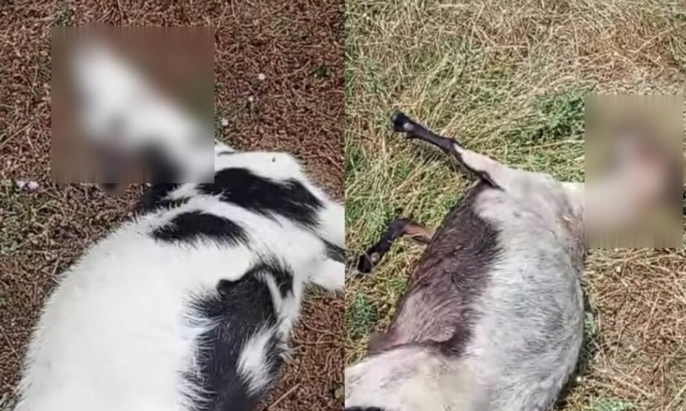 Στο Αυλάκι Βάλτου ένα θλιβερό συμβάν έλαβε χώρα με τη επίθεση αγέλης λύκων σε κοπάδι αιγοπροβάτων - Οι εικόνες είναι σκληρές