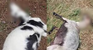 Στο Αυλάκι Βάλτου ένα θλιβερό συμβάν έλαβε χώρα με τη επίθεση αγέλης λύκων σε κοπάδι αιγοπροβάτων - Οι εικόνες είναι σκληρές